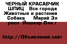 ЧЕРНЫЙ КРАСАВЧИК ШПИЦ - Все города Животные и растения » Собаки   . Марий Эл респ.,Йошкар-Ола г.